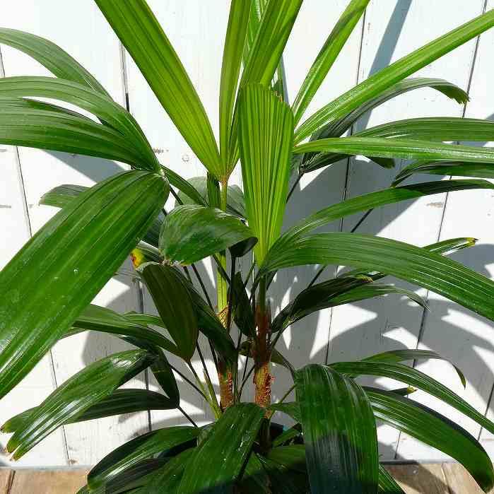 観音竹 青葉 5号鉢 苗 観葉植物 縁起物 お正月飾りにも カンノンチク
