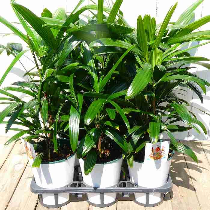 観音竹 青葉 5号鉢 苗 観葉植物 縁起物 お正月飾りにも カンノンチク