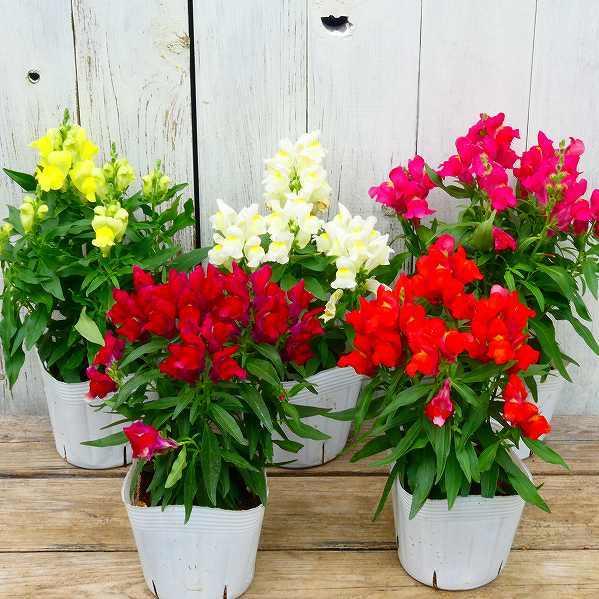 花苗 金魚草 花色お任せ キンギョソウ 耐寒性 冬 春花壇に 12 1 お花処 昌山園 通販 Yahoo ショッピング