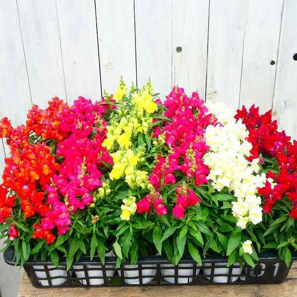 花苗 金魚草 花色お任せ キンギョソウ 耐寒性 冬 春花壇に 12 1 お花処 昌山園 通販 Yahoo ショッピング