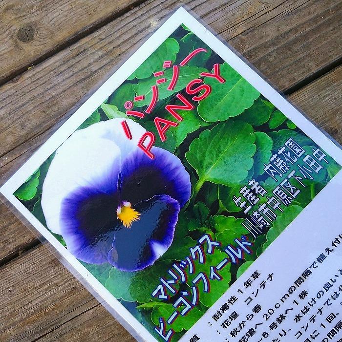 花苗 パンジー マトリックス ビーコンフィールド 青花 ブルー 冬の花苗 花壇苗 花壇苗 11 4 お花処 昌山園 通販 Yahoo ショッピング