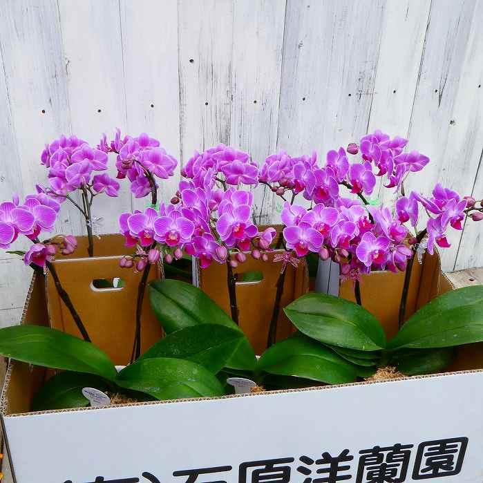 蘭 胡蝶蘭 チュンリー 2本立ち 3号鉢 母の日 ピンク花 小輪 ミディ