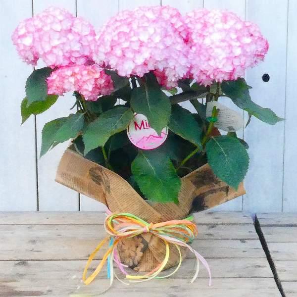 タ*ー様 【特選】　胡蝶蘭　3.5寸2種2鉢 ファレノプシス ファレノプシス：アンティークラブ3本立ち6号陶器鉢植え の通販