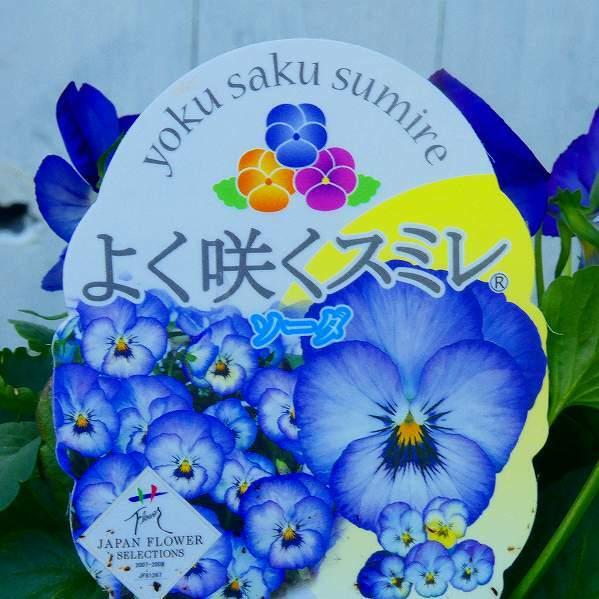 パンジー 苗 よく咲くスミレ ソーダ 3.5号 ビオラ 黄花 小輪 冬の花苗