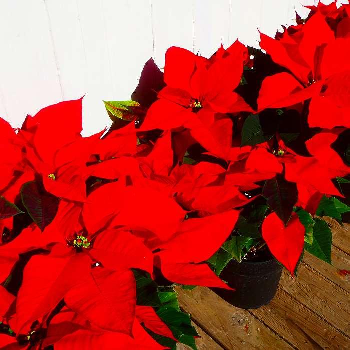 ポインセチア 5号鉢 プリメーロ クリスマス 赤 冬の鉢花 室内用鉢花