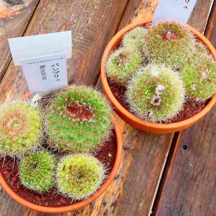 サボテン バンブリュ 3号素焼き鉢 多肉植物 240301 : お花処 昌山園