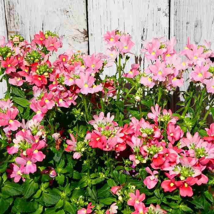 花苗 宿根ネメシア 淡いパープル 苗 3 5号 小花 花壇苗 耐寒性強 0131 お花処 昌山園 通販 Yahoo ショッピング