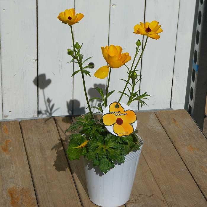 ラナンキュラス 苗 ランドセルシリーズ サラセレネ アマルティア 3.5号