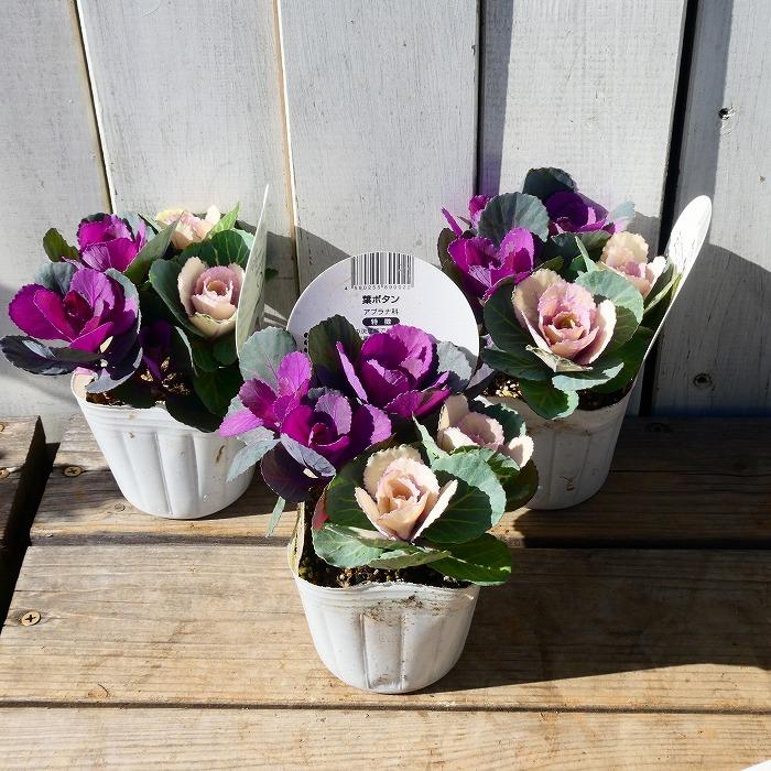 寄せ植え用 ミニ 葉牡丹 スプレータイプ 5本立 専門店用苗 花苗園芸店なごみ ハボタンの寄せ植え 専用です Royalroof Co Id