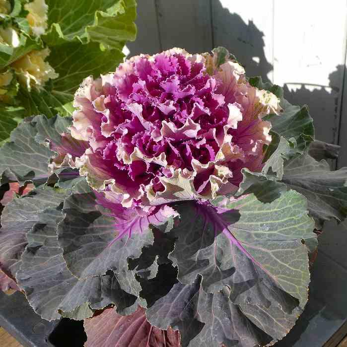 葉牡丹 苗 3Dケール ローズ 6号ポット 葉牡丹ツリー お正月 冬の花苗