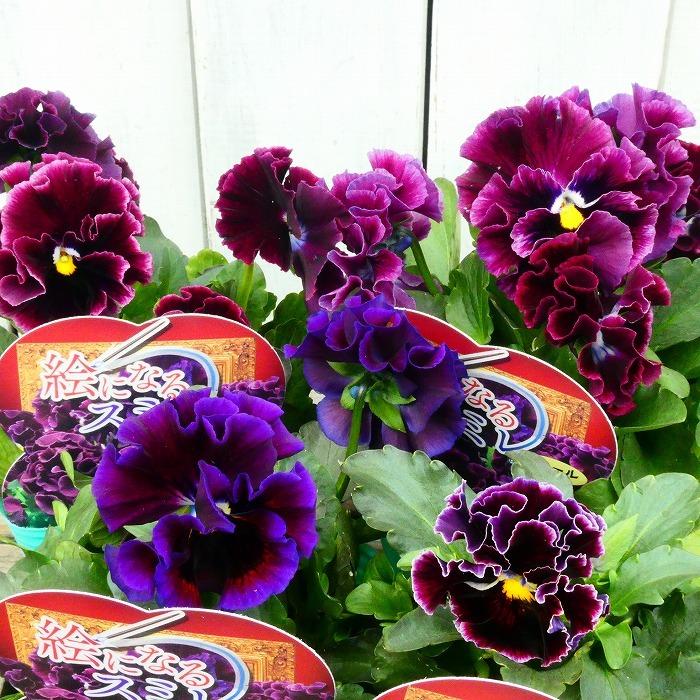 花苗 パンジー フリルパンジー 絵になるスミレ ミュール 苗 3 5号 ワインカラー 花壇苗 冬の花苗 春の花苗 11 24 お花処 昌山園 通販 Yahoo ショッピング