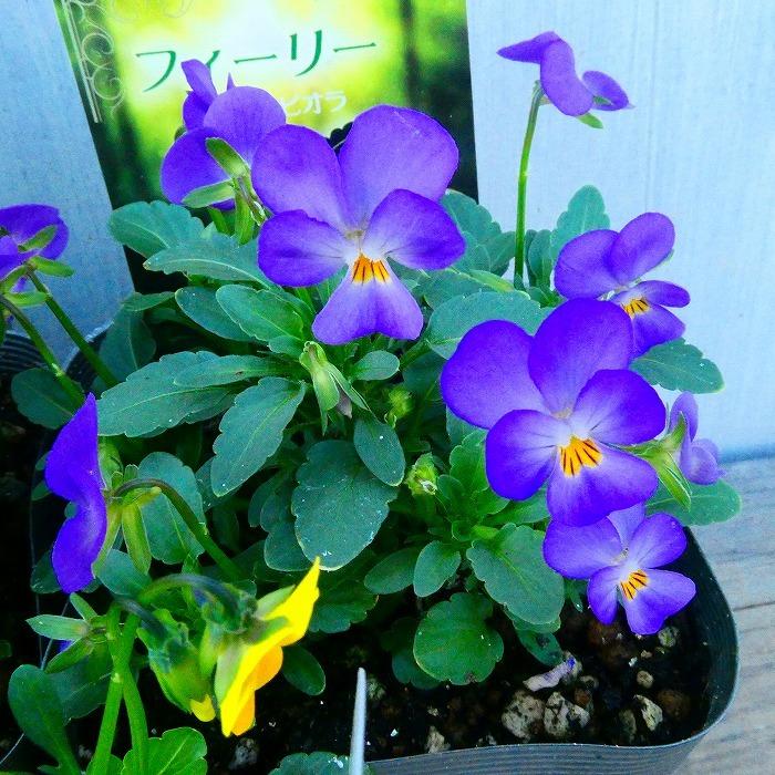 パンジー 苗 わらく ビーコン 青花 3.5号 冬の花壇苗 ビオラ 251125