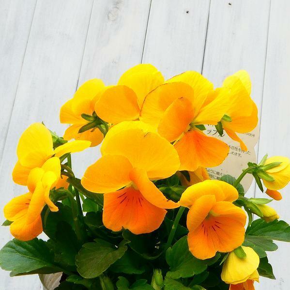 パンジー よく咲くスミレ パイナップル 苗 3 5号 ビオラ 黄花 小輪 冬の花苗 花壇苗 花壇苗 10 お花処 昌山園 通販 Yahoo ショッピング