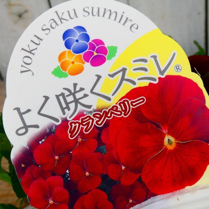パンジー よく咲くスミレ クランベリー 苗 3 5号 ビオラ 赤花 小輪 冬の花苗 花壇苗 花壇苗 17 お花処 昌山園 通販 Yahoo ショッピング