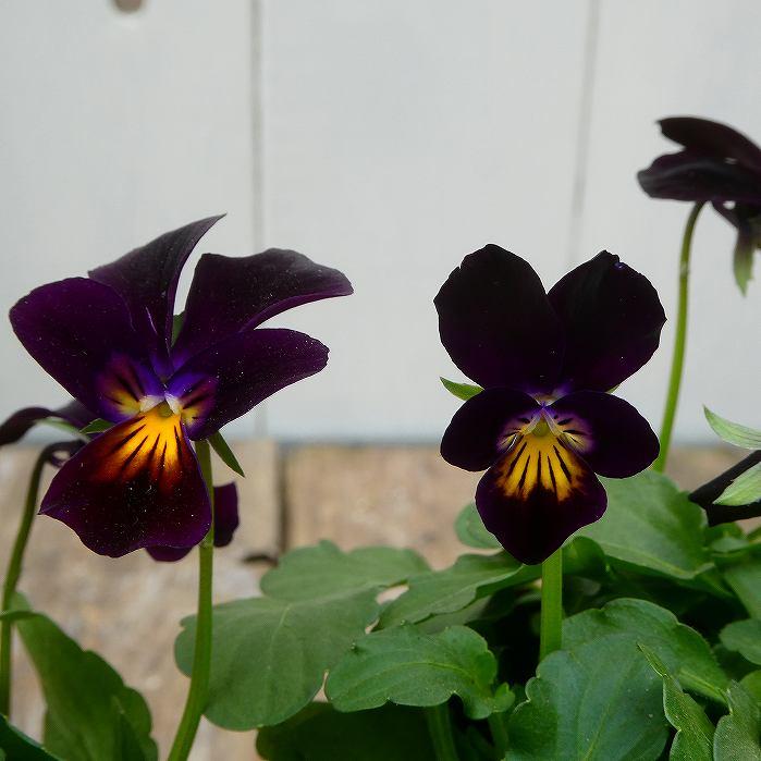 花苗 極小輪ビオラ ミミのラパン 花色お任せ 苗 3 5号 冬の花苗 寄せ植えに パンジー スミレ 1130 Br お花処 昌山園 通販 Yahoo ショッピング