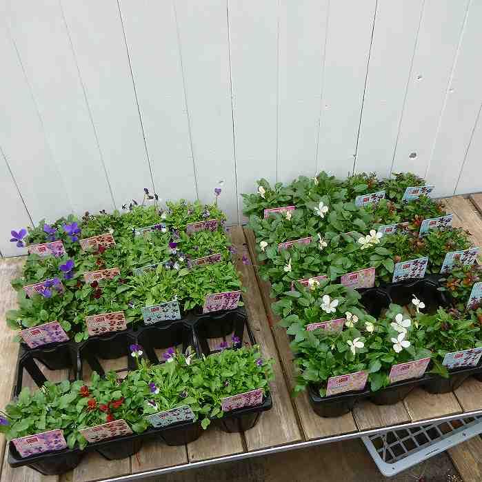 神戸ビオラ 苗 バニーバイオレット 3.5号 ラビットタイプ バニータイプ