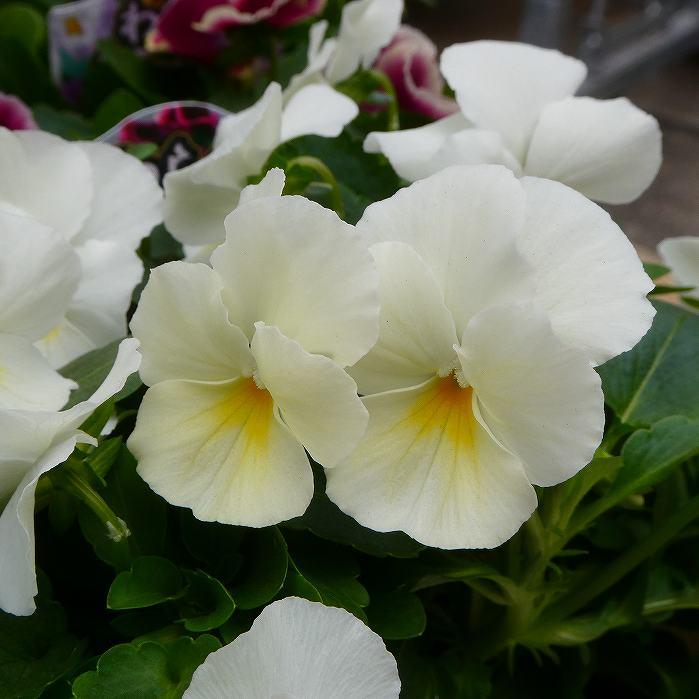 パンジー 苗 わらく クリーミーレモン 3.5号 冬の花壇苗 ビオラ 251030