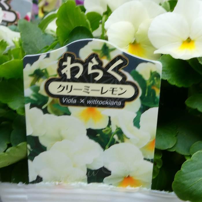 パンジー 苗 わらく クリーミーレモン 3.5号 冬の花壇苗 ビオラ 251030