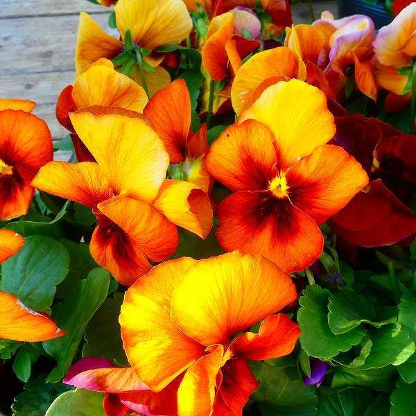 パンジー 苗 わらく クリーミーレモン 3.5号 冬の花壇苗 ビオラ 251030