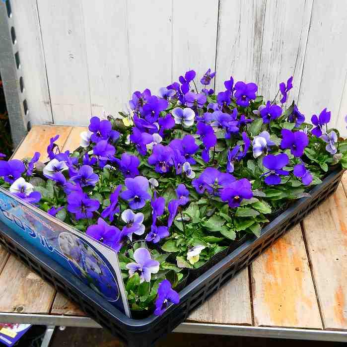 ビオラ オセロブルー 苗 3.5号 白からブルーへ花色変化 冬の花苗 寄せ