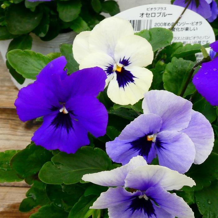 ビオラ オセロブルー 苗 3.5号 白からブルーへ花色変化 冬の花苗 寄せ
