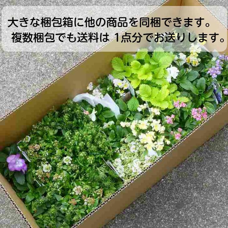 ビオラ 苗 モルフォ 3.5号 青黄色 花 冬の花苗 花壇苗 251127 : お花処