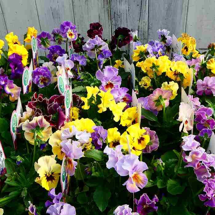 花苗 パンジー フリル咲き シャルロット フリンジ咲き 花色お任せ 苗 3 5号 冬の花壇苗 ビオラ 11 17 お花処 昌山園 通販 Yahoo ショッピング