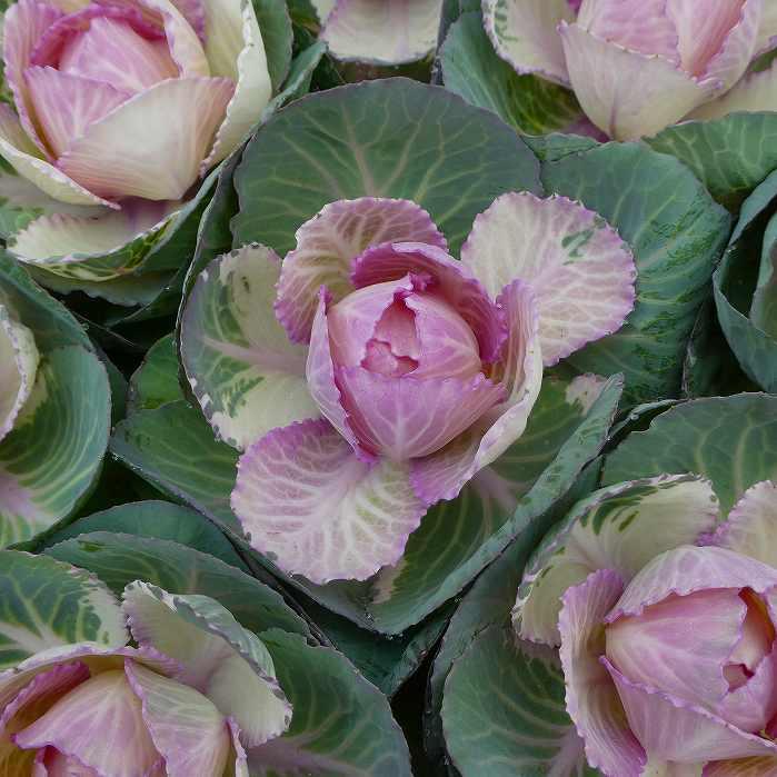 花苗 葉牡丹 駿河の初日 丸葉 ピンク 高性種 3 5号 花壇苗 冬の花 11 17 お花処 昌山園 通販 Yahoo ショッピング