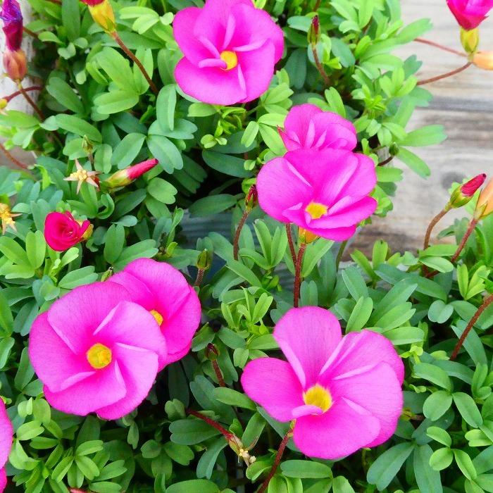 花苗 オキザリス ラブハピネス ローズ 苗 3 5号カタバミ 球根 11 18 お花処 昌山園 通販 Yahoo ショッピング