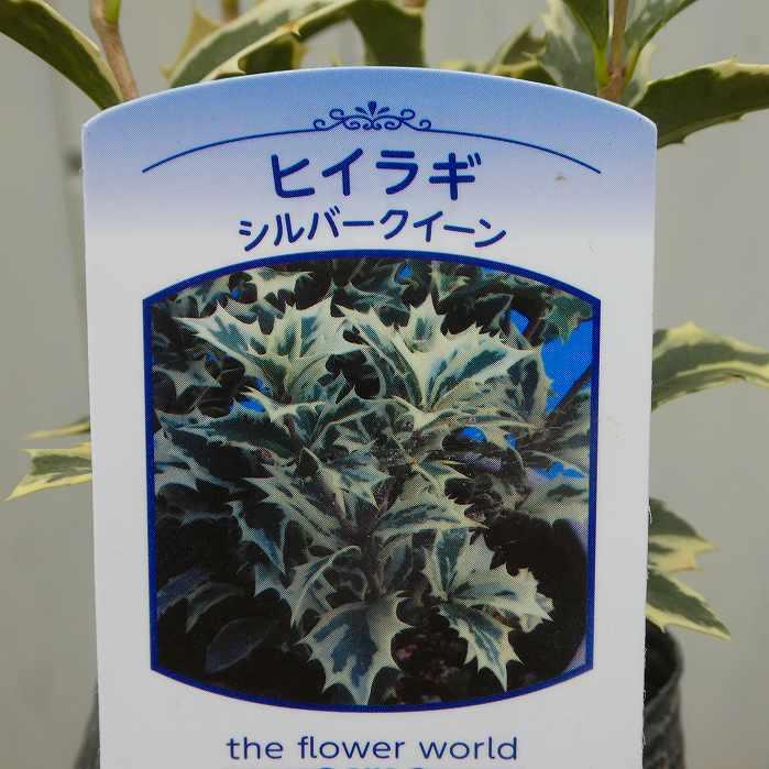 ヒイラギ 苗 シルバークイーン 斑入り 3号 姫柊 ヒメヒイラギ 251113