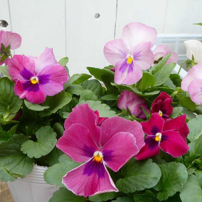 パンジー エーゲブルー 苗 3 5号 青花 冬の花壇苗 ビオラ 1214 お花処 昌山園 通販 Yahoo ショッピング