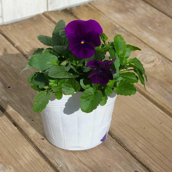 ビオラ 苗 むらさきももか 紫花 3.5号 冬の花苗 花壇苗 251127 : お花