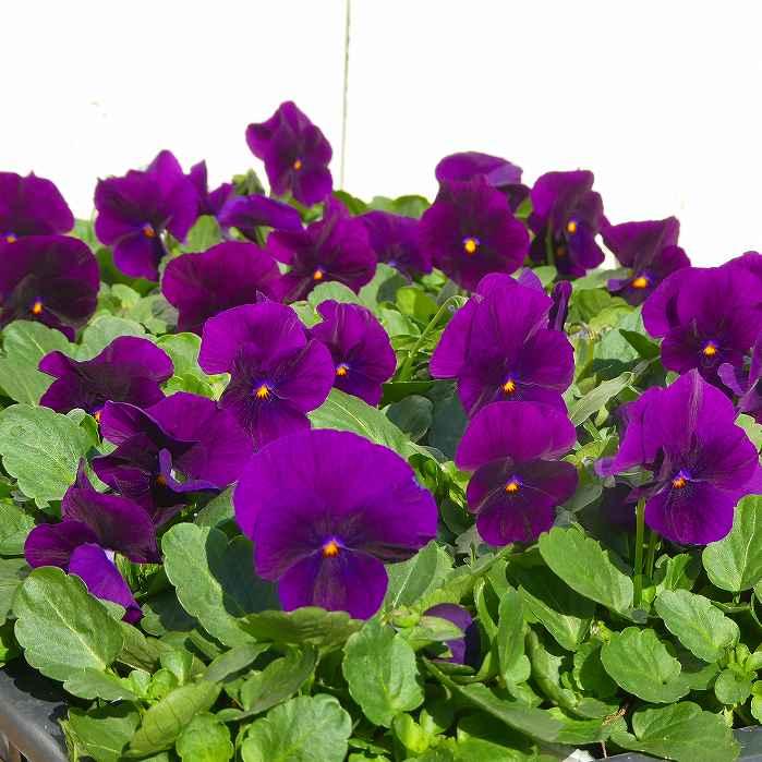 QUANONジオラマ紫 QUANONジオラマ紫 Amazon.co.jp: バイクパーツセンター(Bike Parts