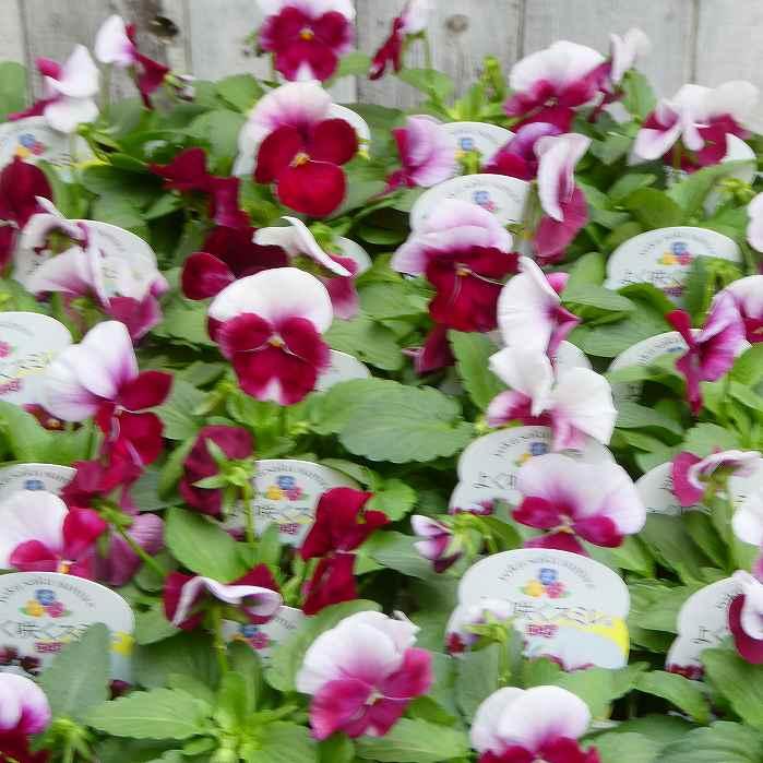 パンジー 苗 よく咲くスミレ ロゼ 3.5号 ビオラ 青花 小輪 冬の花苗