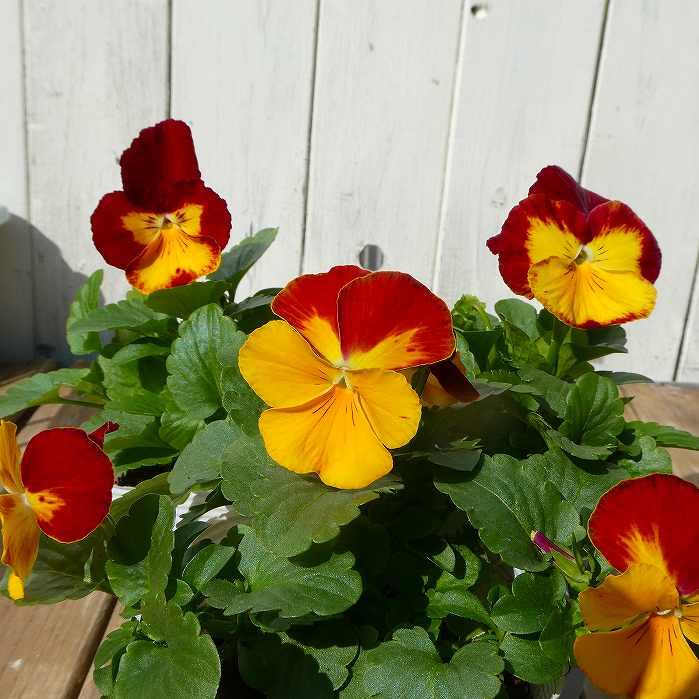 花苗 パンジー アンプティシャトン 花色お任せ 苗 3 5号 冬の花壇苗 ビオラ 12 11 お花処 昌山園 通販 Yahoo ショッピング