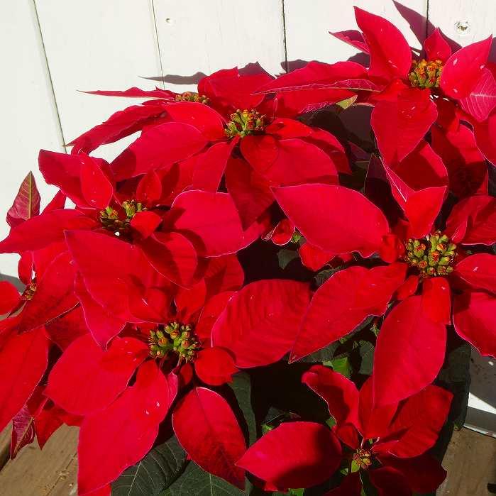 プリンセチア 4号鉢 現品3 クリスマス 鉢花 ポインセチア ピンク