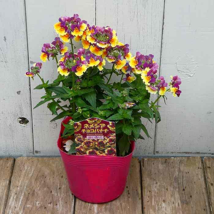 ネメシア 苗 チョコバナナ 3.5号 香り 2色咲き 小花 花壇苗 耐寒性強