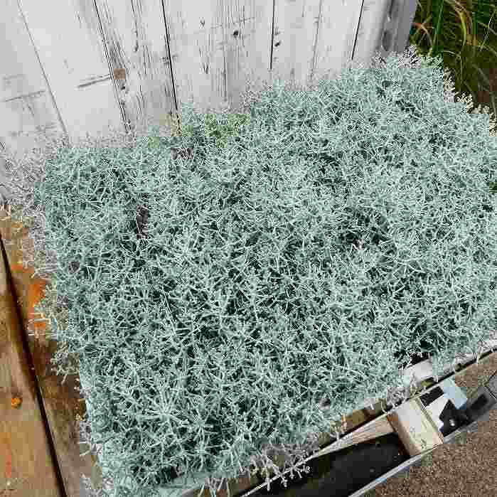 シルバーブッシュ プラティーナ プラチーナ 苗 3.5号 シルバーボーイ