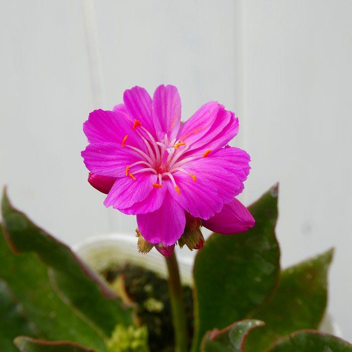 鉢花 シクラメン 5号鉢 フリンジ咲き フリル咲き ピンク お歳暮 プレゼント ギフト 室内向き 鉢植え 現品86 12 25 お花処 昌山園 通販 Yahoo ショッピング