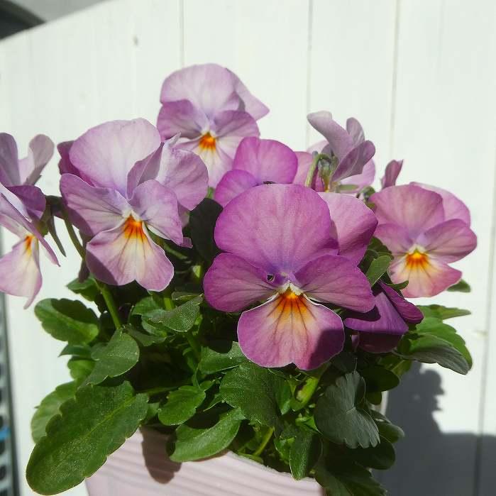 ビオラ 苗 アンティークピンク 3.5号 ビビ パンジー 冬の花苗 ピンク花