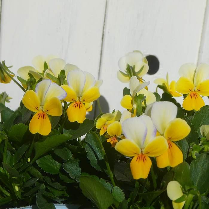 花苗 小輪ビオラ 花ろまん 水色 白 冬の花苗 花壇苗 花壇苗 12 8 お花処 昌山園 通販 Yahoo ショッピング