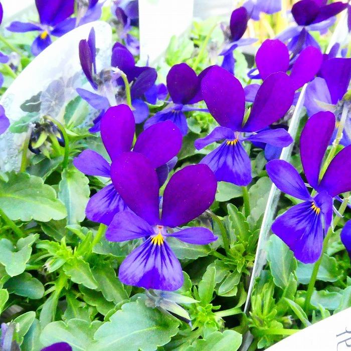 花苗 小輪ビオラ 花ろまん パープル 冬の花苗 花壇苗 花壇苗 12 8 お花処 昌山園 通販 Yahoo ショッピング
