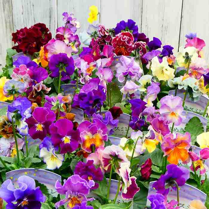 パンジー ふわふりる フリル咲き 花色お任せ 苗 3 5号 冬の花壇苗 ビオラ 1028 お花処 昌山園 通販 Yahoo ショッピング