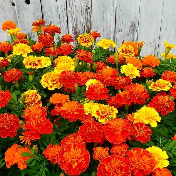マリーゴールド 苗 数色寄せ植え 3 5号 充実苗 夏 秋花壇に 花壇苗 夏の花 2908 お花処 昌山園 通販 Yahoo ショッピング