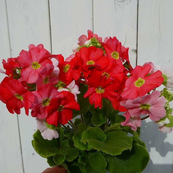 沈丁花 ジンチョウゲ 赤花 斑入り 現品2 5号鉢 苗木 鉢植え 香りの花 常緑樹 低木 植木 花木 12 10 お花処 昌山園 通販 Yahoo ショッピング