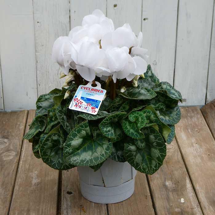 沈丁花 ジンチョウゲ 赤花 斑入り 現品4 5号鉢 苗木 鉢植え 香りの花 常緑樹 低木 植木 花木 12 10 お花処 昌山園 通販 Yahoo ショッピング