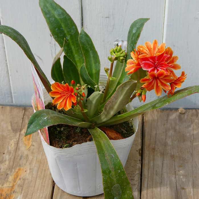 レウィシア 苗 現品14 3.5号 レウシア 多肉植物 サボテン 花苗 250313