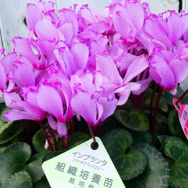 シクラメン はる香 アロマティーナ 5号鉢 香りの花 ピンク プレゼント ギフト 室内向き 鉢植え クリスマス 1130 お花処 昌山園 通販 Yahoo ショッピング