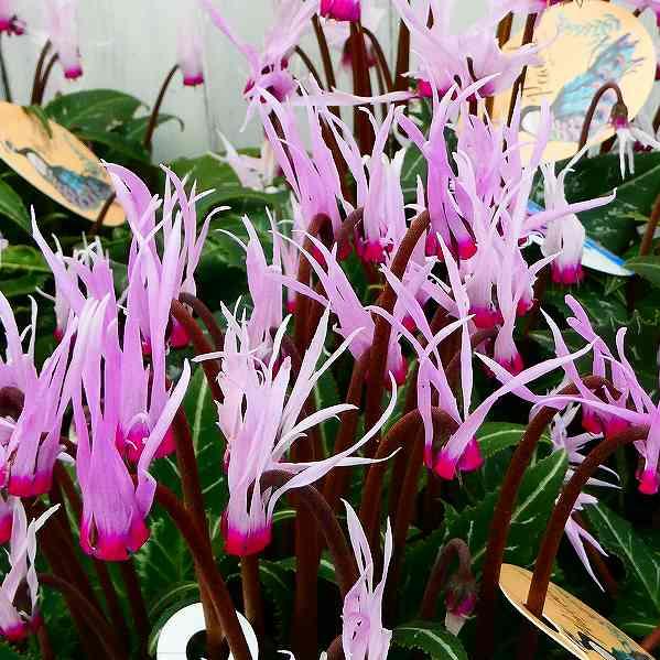 シクラメン ピーコック 4号鉢 細い花びら 変わり咲き ピンク 室内向き