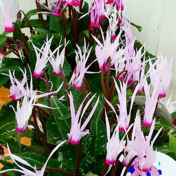 シクラメン ピーコック 4号鉢 細い花びら 変わり咲き ピンク 室内向き